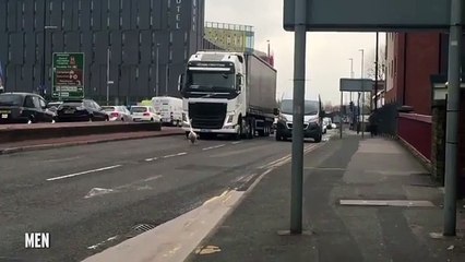 Nonchalant swan brings city traffic to halt as unflappable bird casually struts down busy road
