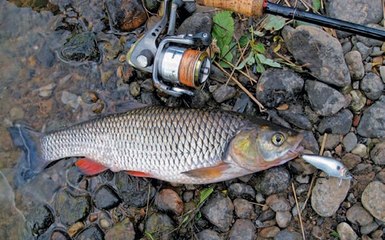 Ловля голавля на реке Хопер