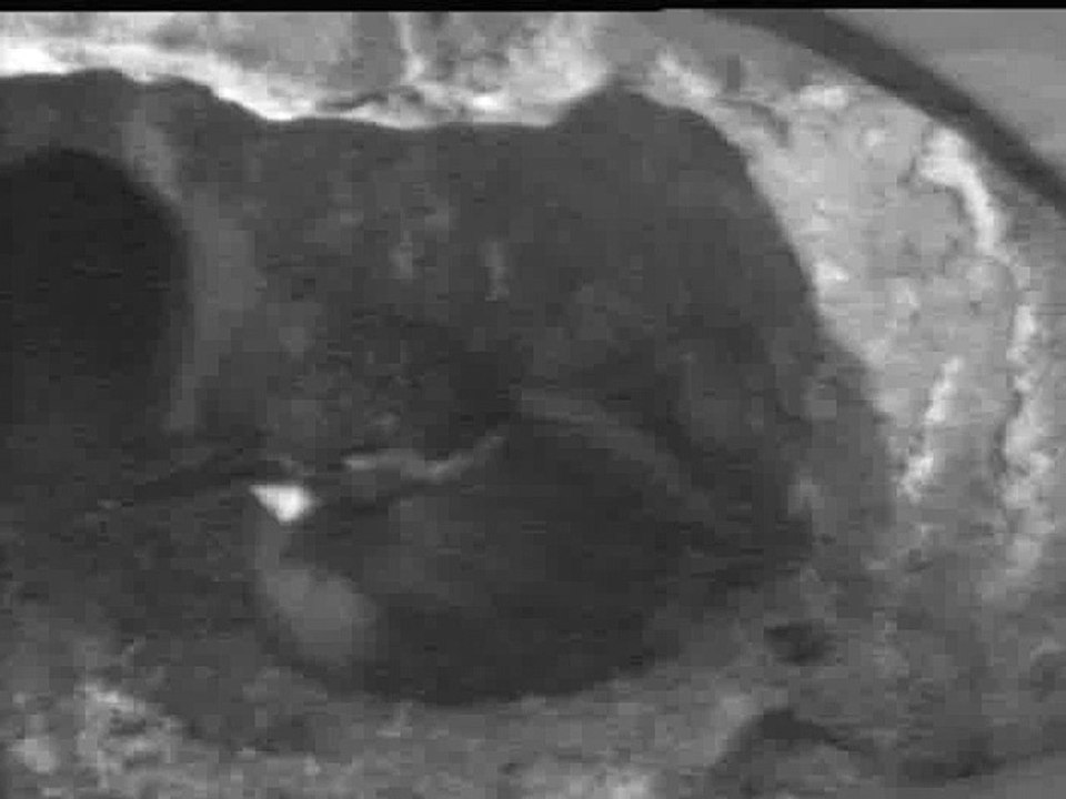 Live aus der Eisvogel Bruthoehle