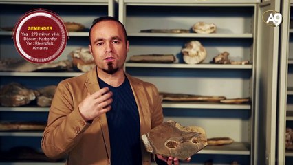 Fosil örnekleri: Amfibiler