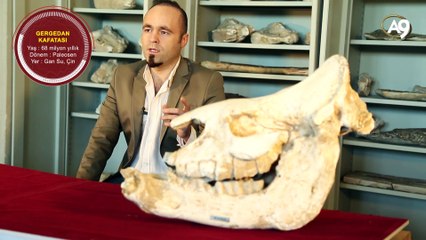 Fosil örnekleri: Memeliler