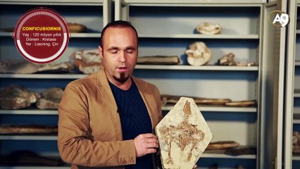 Fosil örnekleri: Kuşlar