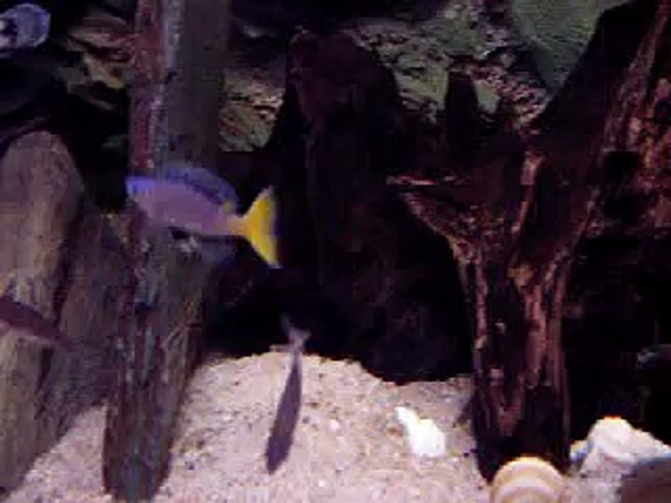 cyprichromis leptosoma malasa