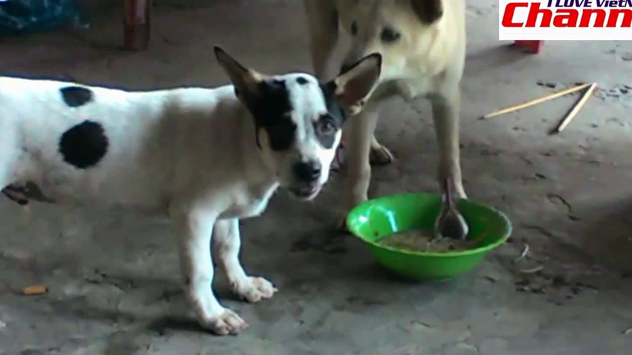 214. The Dog BINGO Song - Kids Music - Nhạc Thiếu Nhi Chú Chó Bingo - Youtube