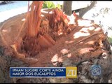 20-01-2015 - IPHAN PODA DOS EUCALIPTOS - ZOOM TV JORNAL