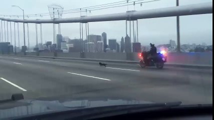 La insólita persecución policial a un chihuahua