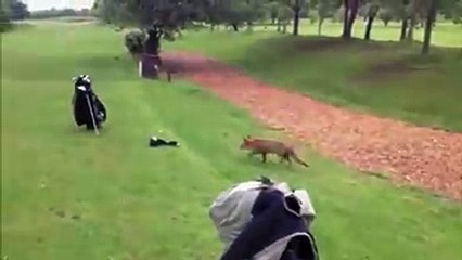 En Angleterre un renard à une grosse envie de faire du golf