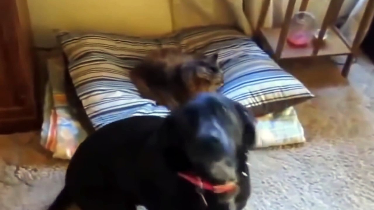 Funny Dogs and Cats Compilation 2016 # 1
