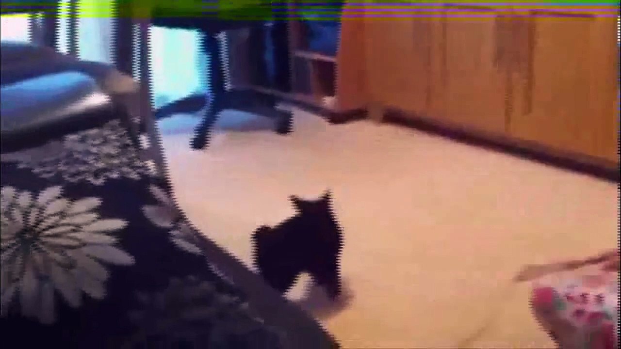 Funny Cats Video Compilation #2