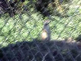 groundhogs fight till death