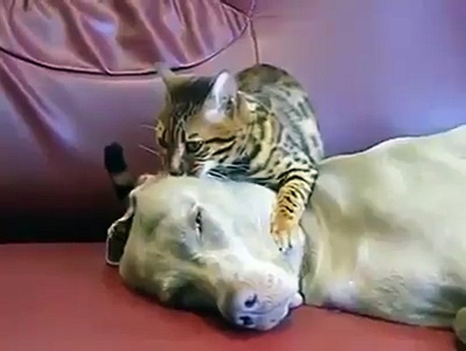 la tête du chien en kif d'un chat qui entrain de lui masser  !