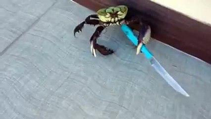 Self defense Un crabe particulièrement menaçant avec un couteau