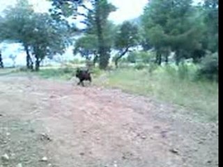 promenade a la clairiére xD