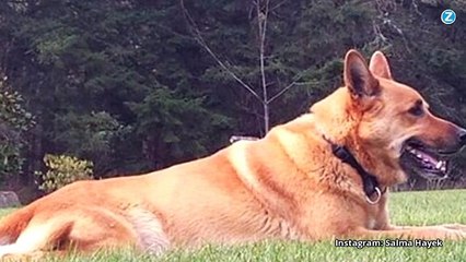 من تجرأ على قتل كلب سلمى حايك؟