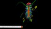 Researchers Discover Prehistoric Arthropod That Carried Its Young Like Kites