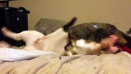 Вольная борьба. Смешные приколы кошки собаки