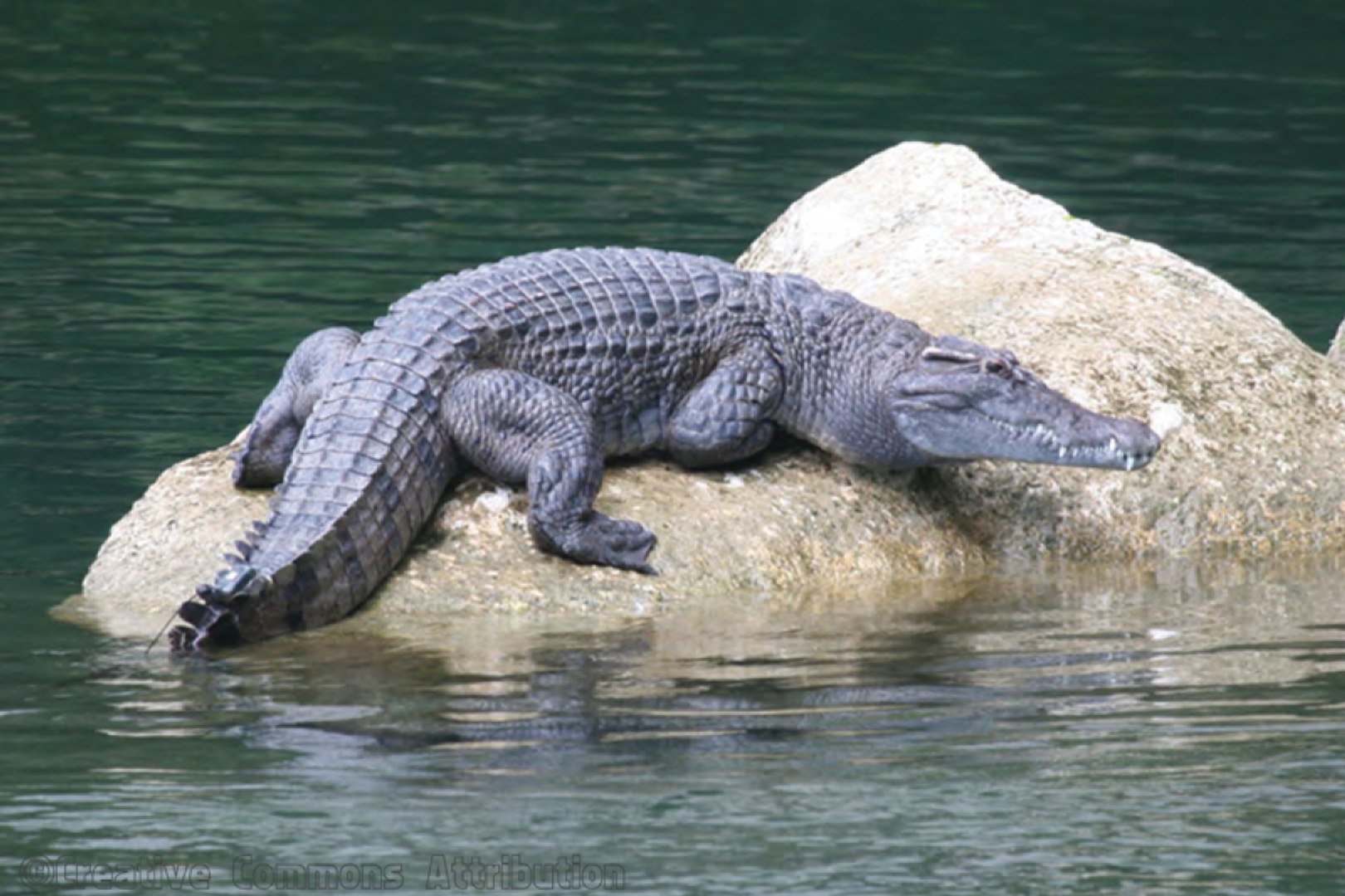 ⁣Top 10 Most Critically Endangered Species Philippines