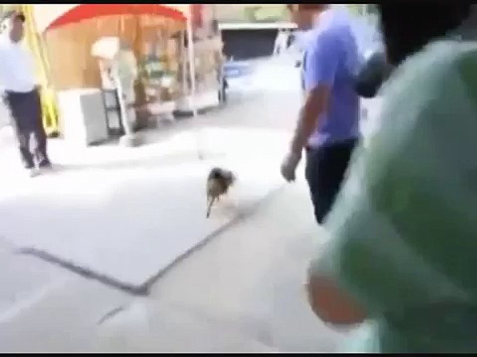 baby monkey. riding on a pig. baby monkey / ratfangs