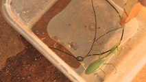 Horsehair Worm Parasites Release From Dying Praying Mantis