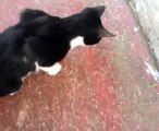 il gatto marco gioca con una lucertolina