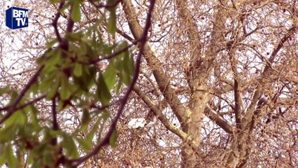 Printemps: comment gérer au mieux les allergies au pollen
