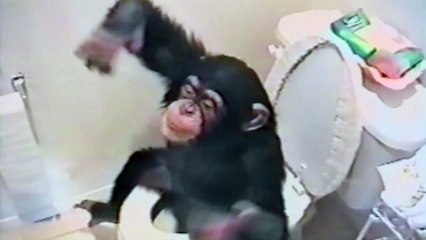 Monkey uses the toilet like a human