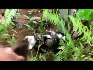 Dev Piton ve Küçük Kedi... Peki Hayatta Kalan Hangisi?