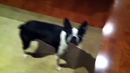 Boston Terrier Tricks