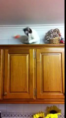 Un chat bon pour faire gardien de but