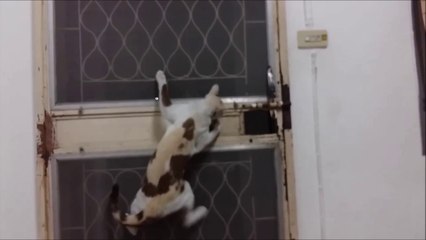 Ce chat sait ouvrir le verrou de la porte d'entrée ! Meilleur cambrioleur !