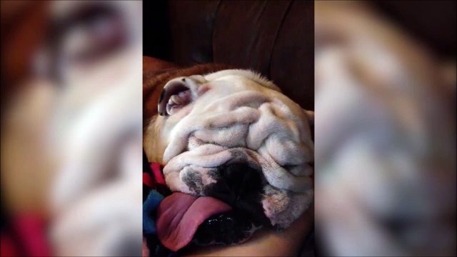 Ce bulldog ronfle comme un gros cochon quand il dort...