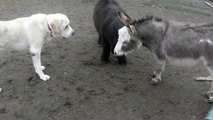 Dominick CAO Dog Alabai donkey mini horse playing.