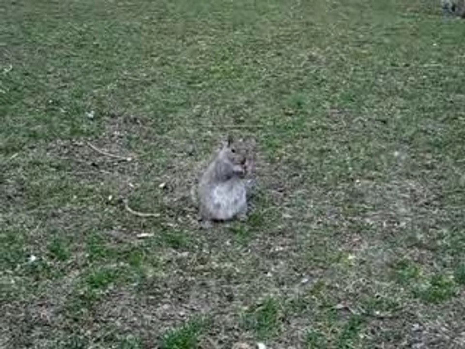 Un écureuil à Montréal