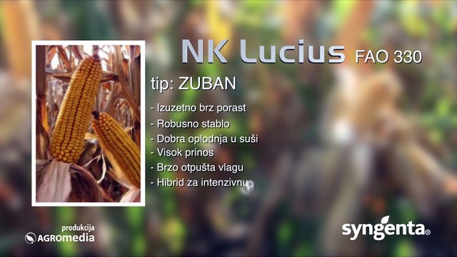 Syngenta hibridi kukuruza - NK Lucius_445_26.03.2016.