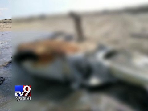 60-ft-long whale washed ashore near Mojap Coast, Dwarka - Tv9 Gujarati