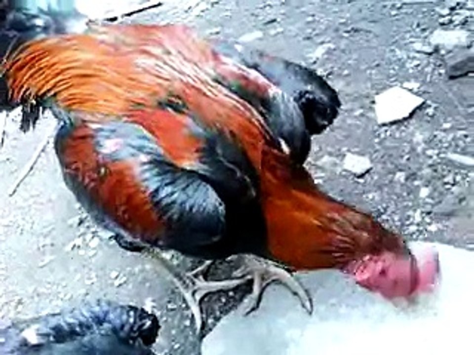 Babon ayam bangkok super 085879225503