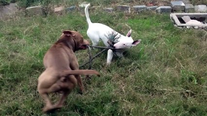 Bull terrier vs Pitbull cabo de guerra