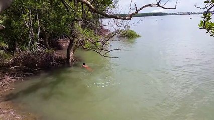 The Last Merman Merman Tiun