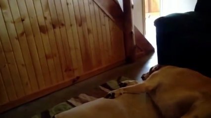 Ce chien ronfle d'une façon plutôt spéciale