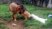 German Shepherd Dog 1 year old VS Golden retriever 12 weeks puppy girl. Tail attack !Funny