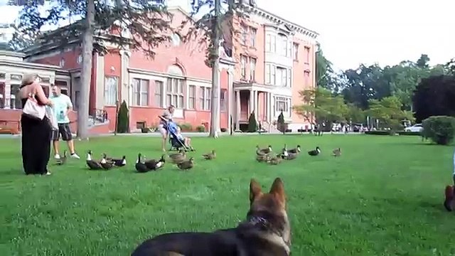 German Shepherd trained for personal protection loose in the park. Watch what happens.