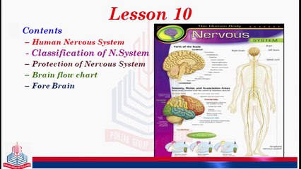 Human Nervous System and its Classification