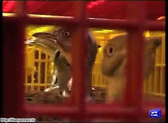 Ban on hunt of Houbara bustard discussed in Parliament. Reprt by Shakir Solangi, Dunya News.