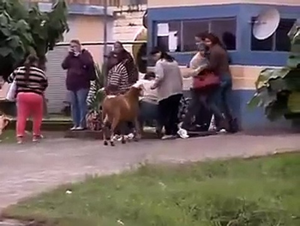 Herkese saldıran çılgın keçi