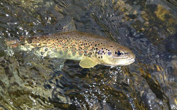 BBC | Vahşi Doğa: Uzmanlar - Göller ve Akarsular