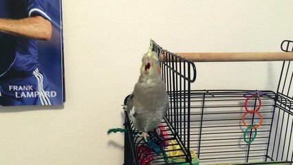 Cockatiel lip-syncing Dilemma by Nelly & Kelly Rowland