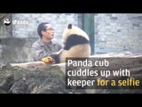 Panda cuddling up with keeper for a selfie