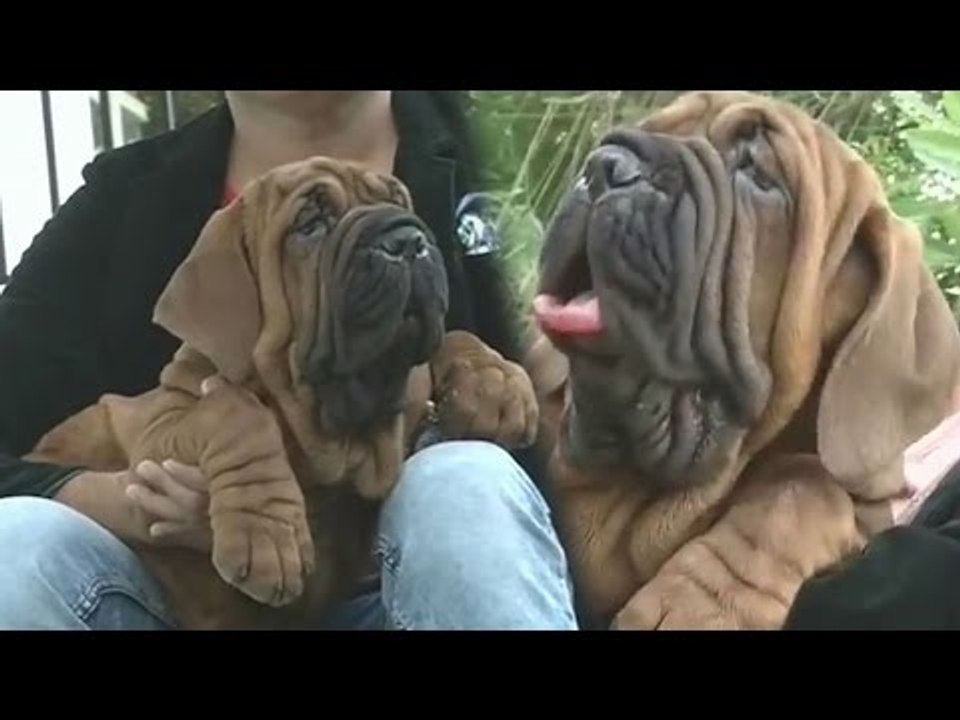 Bengaluru man becomes India's first owner of dog that cost 1 crore each