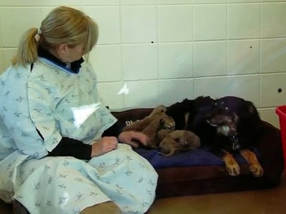 Dog steps in to parent orphaned cheetah cubs
