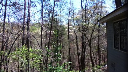 Z57 presents the Trees are Blossoming